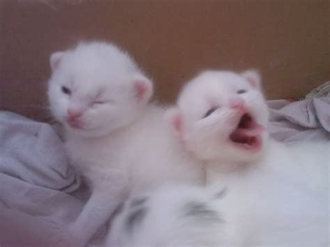 Dieser pinnwand folgen 200 nutzer auf pinterest. Katzen - Mischlinge Tieranzeigen Seite 15