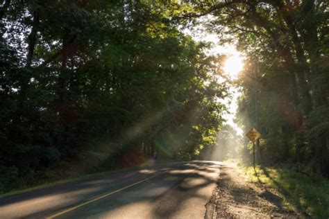 Free Images Tree Forest Road Trail Sunlight Morning Asphalt