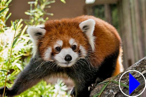 Red Panda Live Webcam Beardsley Zoo