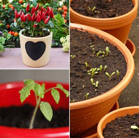 Organic Container Gardening Ideas For Beginners Gardening Tips
