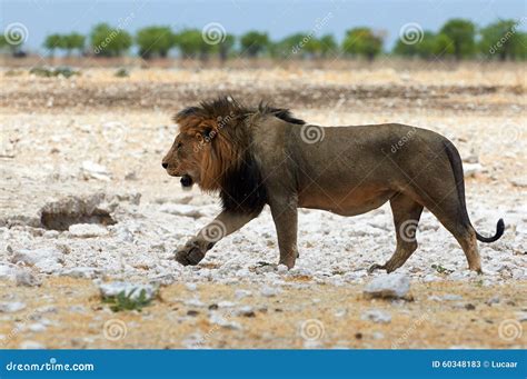 Male Lion In Namibia Stock Image Image Of Predator Five 60348183
