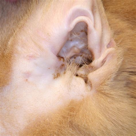 Cat Ears Disease Human Toxoplasmosis