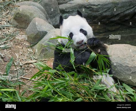 Panda Gigante Comiendo Brotes Y Hojas De Bambú El Panda Gigante