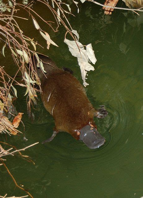 But they can be a bit wild and skittish. Platypus by jacklim5, via Flickr | Australia animals ...