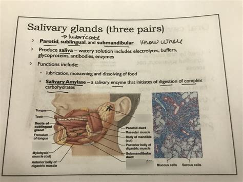 Salivary Glands Diagram Quizlet