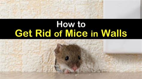 We did not find results for: 6 Clever Ways to Get Rid of Mice in Walls | Getting rid of ...