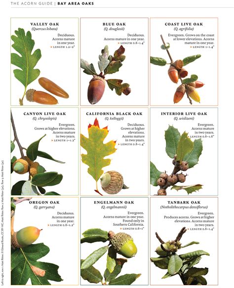 Types Of Oak Trees Acorns Identification Pelajaran