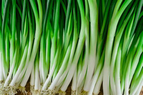 Scallions Allium Wakegi Are Clump Forming Onions Similar To Green