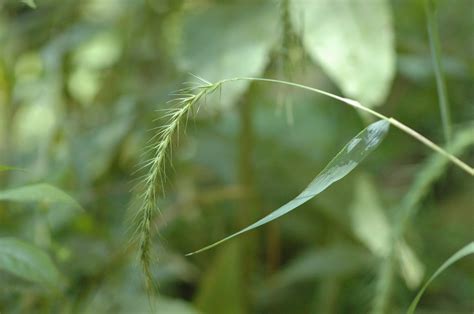 field biology in southeastern ohio grasses part 2