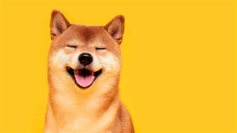 Where to Buy Shiba Inu? 5 Ways to Get Your Hands on the ...