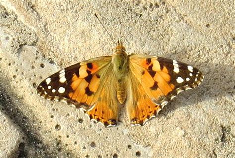 Vanessa Cardui Safari Afrika