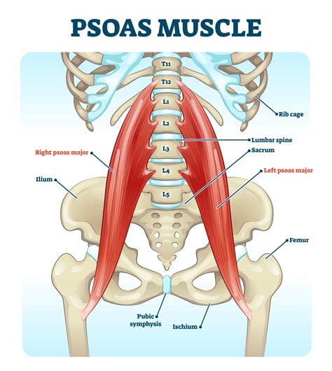 Comprendre Lanatomie Du Corps Humain Muscle Ilio Psoas Milo The Best