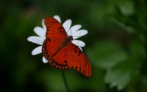 Butterfly Wings Side Flower Wallpaper Coolwallpapersme