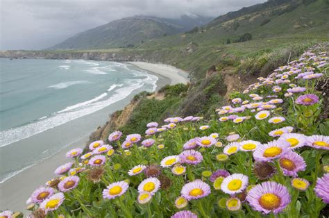 Wildflowers Big Sur California Alan Majchrowicz Photography