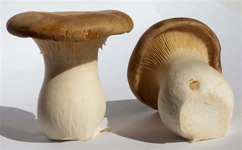 7 Types of Oyster Mushrooms & 3 Poisonous Look-Alikes