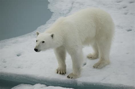 Female Polar Bear Ursus Maritimus Richard Elliott Aerial Filming