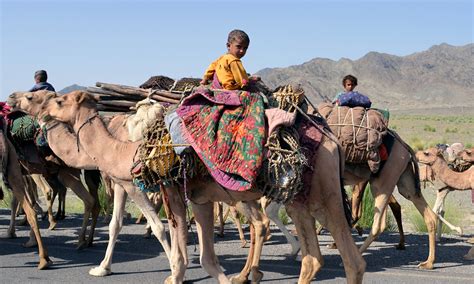 A Wandering Life Afghan Nomads Make Balochistan Home Multimedia