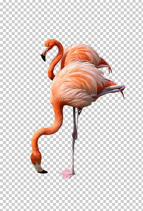 Flamingo Png Clipart Animals Beak Bird Clip Art