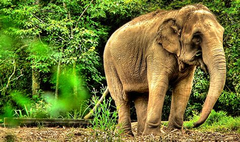 Elefante Elephant Flickr Photo Sharing
