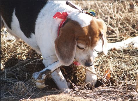 Ask A Vet Why Does My Dog Bury His Stuff