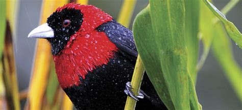 Libro Sobre Aves De Costa Rica De Famoso Científico Es Reeditado Con