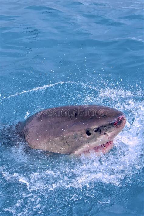 Great White Shark Gansbaai South Africa Stock Photo Image Of Fish