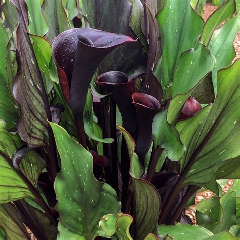 Memories Calla Lily Dormant Flower Plants Bulbs Seeds At Lowes Com