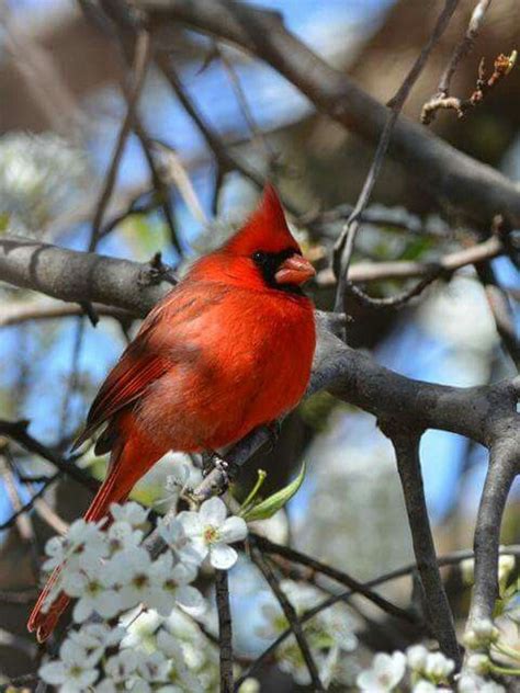 Male Northern Cardinal Cardinalis Cardinalis Cardinal Birds