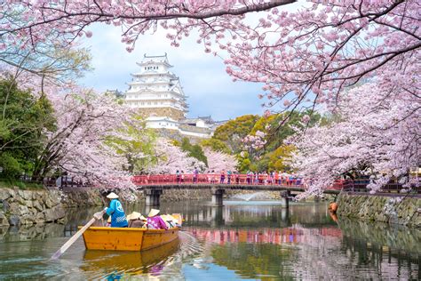 5 Places To See Japans Very Real Winter Cherry Blossoms Gaijinpot