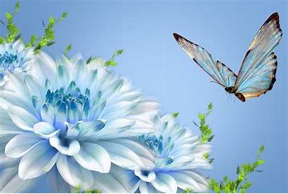 Butterfly Wallpapers Desktop Nature Butterflies Computer 3d
