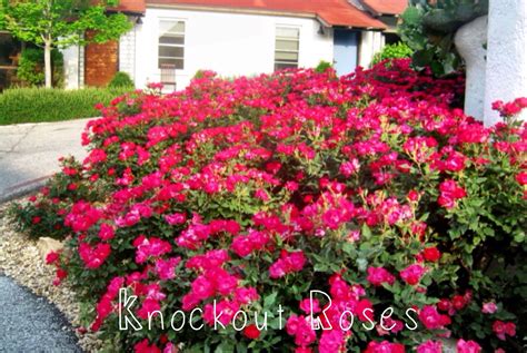 knock-out-roses-colors-google-search-knockout-roses,-knockout-roses-care,-pruning-knockout-roses