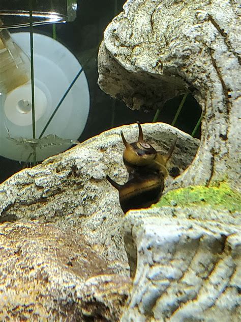 Piggy Back Ride I Have Thes A 2 Yellow And Black Horned Nerite Snails