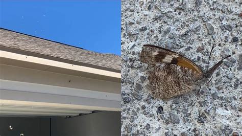 Splat Moth Like Butterflies On Your Windshield Are Back For Annual