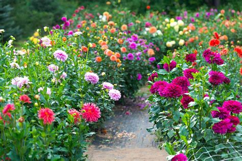 Dahlia Flowers How To Grow Cut And Arrange Them Better Homes And Gardens