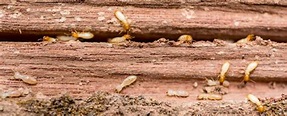 Potential “Hotspots” For Subterranean Termites - Termite Inspection ...