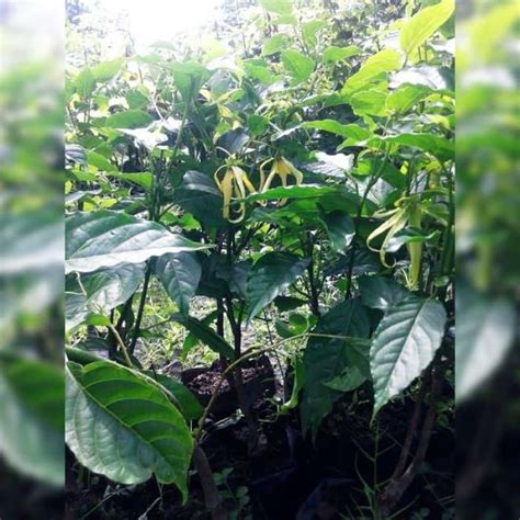 Jual Obral Bibit Bunga Kenanga Tanaman Herbal Bahan Herbal Tanaman