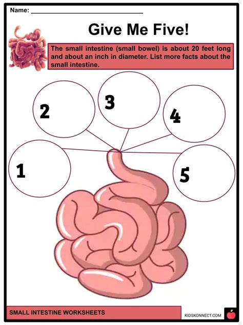 Small Intestine Facts Worksheets And Function For Kids