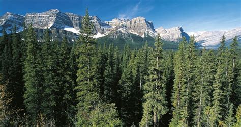 Canada Needs To Preserve Half Of Boreal Forests Against Industrial