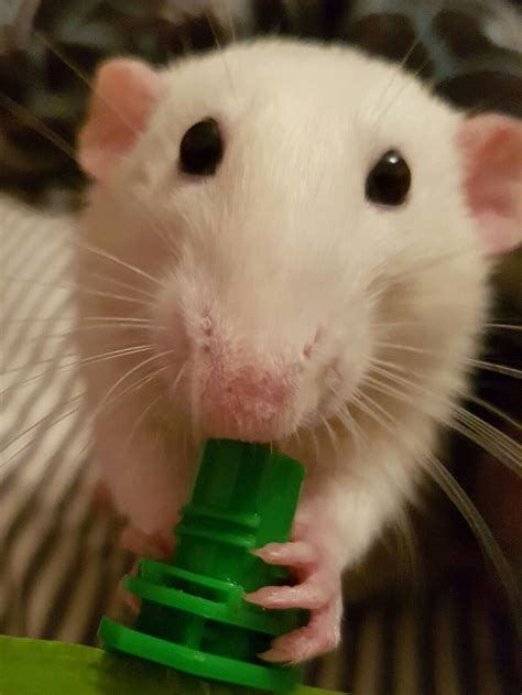 Those Big Adorable Eyes Rats