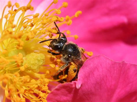 Difference Between Self And Cross Pollination Characteristics