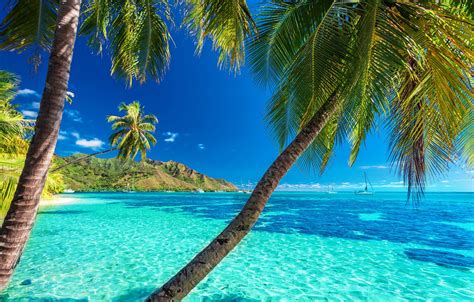 Wallpaper Sea Beach The Sun Palm Trees Shore Summer Beach Sea