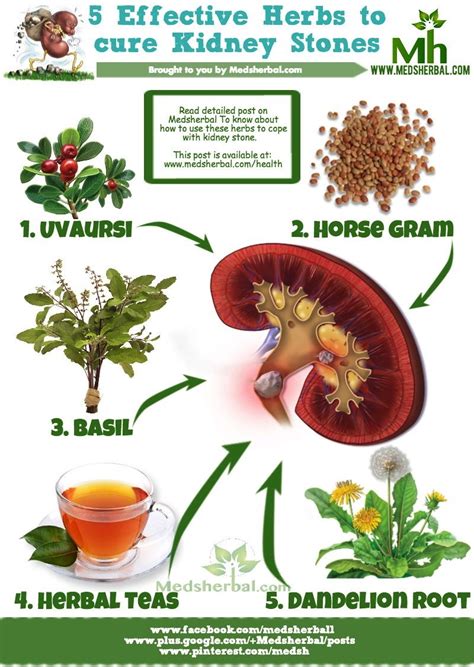 Kidney Sones Can Be Cured Naturally And Many Effective Herbs Are