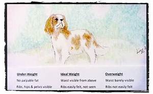 Cavalier King Charles Spaniel Color Chart Warehouse Of Ideas