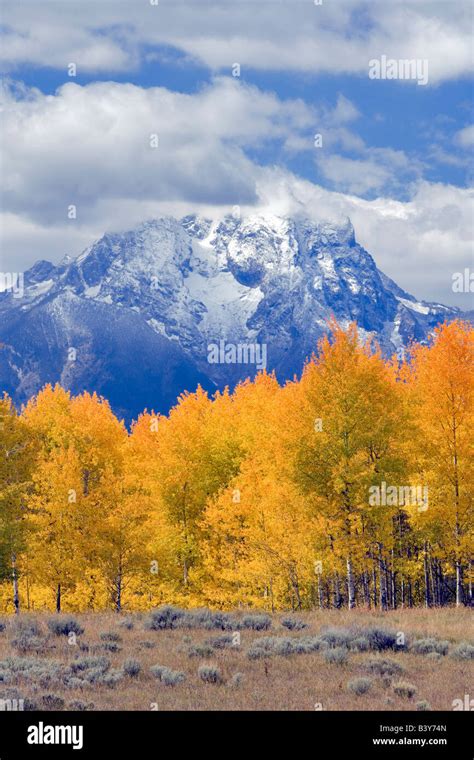 Mt Moran And Fall Colored Aspen Trees Grand Teton National Park Wy