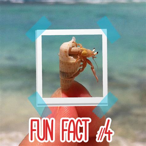 Six Hermit Crab Fun Facts Hermit