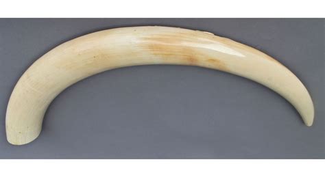 African Carved Ivory Tusk Large