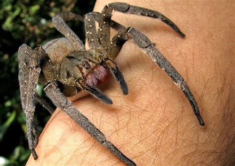 Das bild brasilianische wanderspinne von marco verch kann unter creative commons lizenz genutzt werden. Die 10 Größten Spinnen Der Welt! - Rekord Tiere