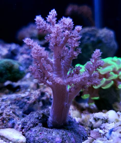 Aquacultured Coral Pink Tree Coral Oceans Garden Aquaculture