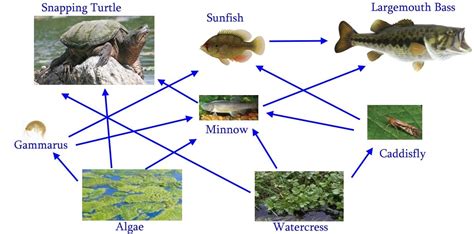 Alligator Snapping Turtle Food Web