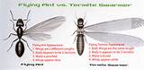 Pictures of Difference Between Termite And Carpenter Ant